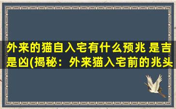 外来的猫自入宅有什么预兆 是吉是凶(揭秘：外来猫入宅前的兆头，预示吉凶未卜)